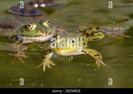 A pair of edible frogs is swimming together Stock Photo
