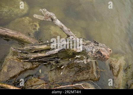 driftwood on the danube river Stock Photo