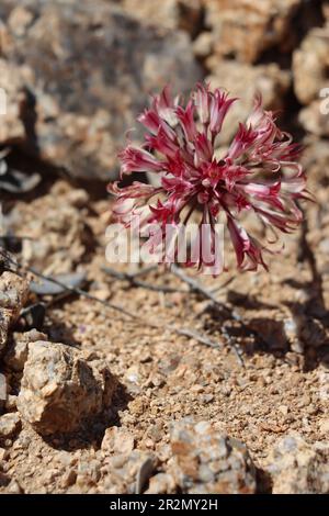 Parish Onion, Allium Parishii, displaying springtime blooms in the Cottonwood Mountains, a native perennial herb with cymose umbel inflorescences. Stock Photo