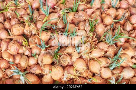 Picture of organic sprouting onion, selective focus. Stock Photo
