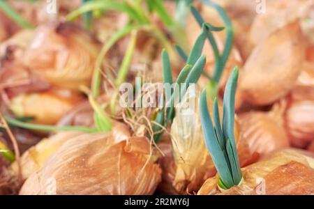 Picture of organic sprouting onion, selective focus. Stock Photo