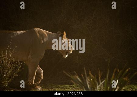 Lioness (Panthera leo) hunting in Samburu National Reserve, Kenya, East Africa Stock Photo