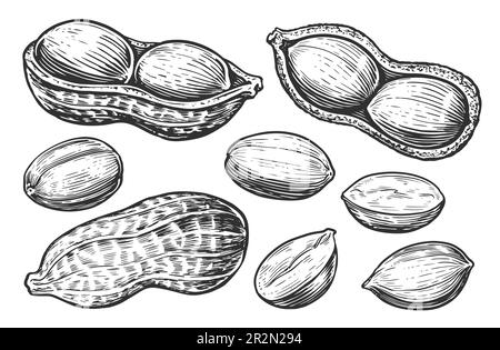 Peanut sketch set. Food nuts isolated. Hand drawn illustration Stock Photo