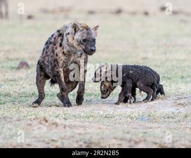 Spotted hyena (Crocuta crocuta) with cubs near their den in the grasslands. Ol Pejeta Conservancy, Kenya, East Africa Stock Photo