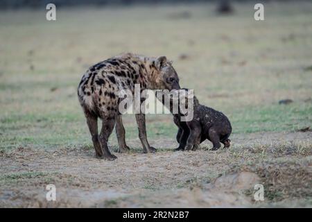 Spotted hyena (Crocuta Crocuta) with two cubs near their den on the plains. Ol Pejeta Conservancy, Kenya, East Africa Stock Photo