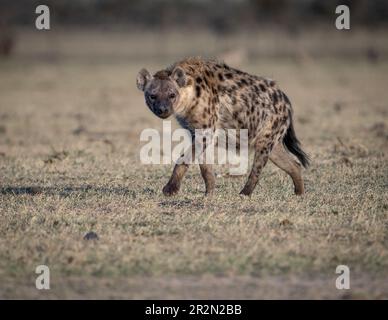 Single spotted hyena (Crocuta crocuta) looking at the camera in Ol Pejeta Conservancy, Kenya, East Africa Stock Photo