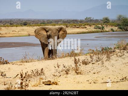 Bull elephant (Loxodonta africana) walking from morning watering at the Ewaso Ng'iro River, Samburu National Reserve, Kenya, East Africa Stock Photo