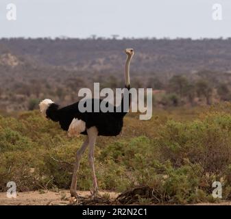 Somali ostrich (Struthio molybdophanes) walking in the bush in Samburu National Reserve, Kenya, East Africa Stock Photo