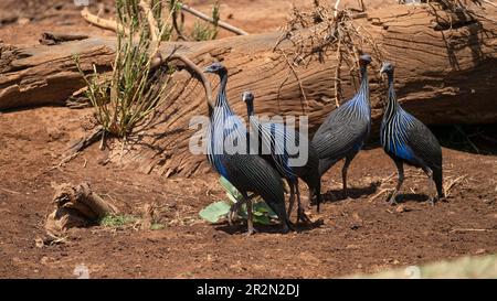 Group of vulturine guinefowl in the desert of Samburu National Reserve, Kenya, East Africa Stock Photo