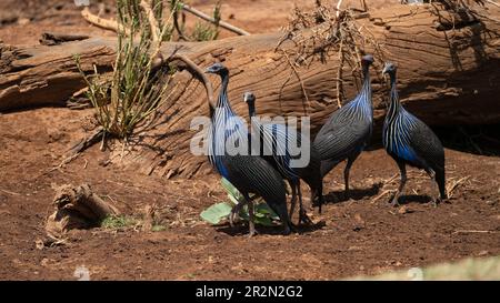 Group of vulturine guineafowl in the desert of Samburu National Reserve, Kenya, East Africa Stock Photo