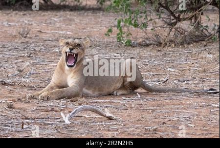 Young lioness growling in the bush in Samburu National Reserve, Kenya, East Africa Stock Photo