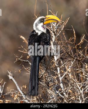 Yellow Billed hornbill, perched on the branches of an acacia tree, Samburu National Reserve, Kenya, East Africa. Stock Photo