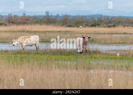 Cows grazing in a swamp in the Rhone delta. Saintes Maries de la Mer, Parc naturel regional de Camargue, Arles, Bouches du Rhone, Provence Alpes Cote Stock Photo