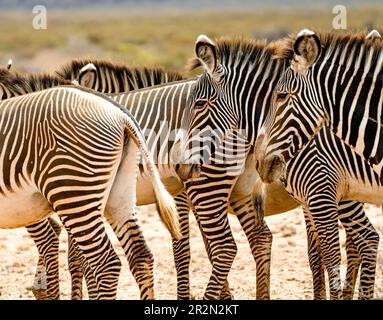 Zebras in a group head to tails, Samburu National Reserve, Kenya, East Africa Stock Photo