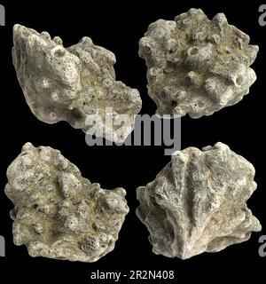 3d illustration of set coral isolated on background Stock Photo
