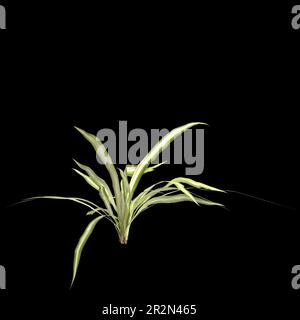 3d illustration of variegated flax lily plant isolated on black background Stock Photo