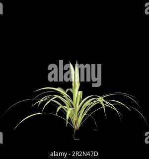 3d illustration of variegated flax lily plant isolated on black background Stock Photo