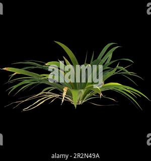 3d illustration of setaria palmifolia plant isolated on black background Stock Photo