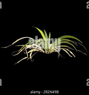 3d illustration of setaria palmifolia plant isolated on black background Stock Photo