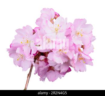 Macro of pink cherry blossoms isolated on white background Stock Photo ...