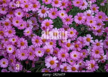 Marguerite daisy on a rainy day Stock Photo