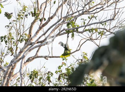 Perched wing-flapping Southern Mealy Parrot (Amazona farinosa) in Panama Stock Photo