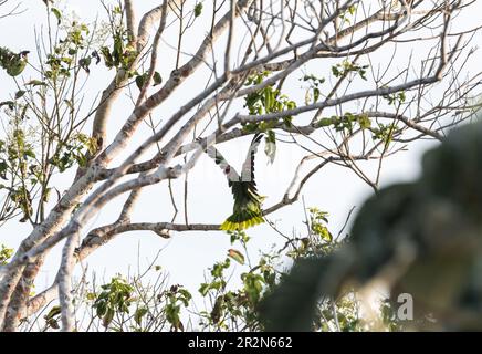 Perched wing-flapping Southern Mealy Parrot (Amazona farinosa) in Panama Stock Photo
