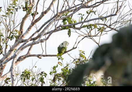 Perched Southern Mealy Parrot (Amazona farinosa) in Panama Stock Photo