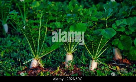 White radish or daikon, Daikon also known as white radish, winter radish, chai tow or chai tau. Stock Photo