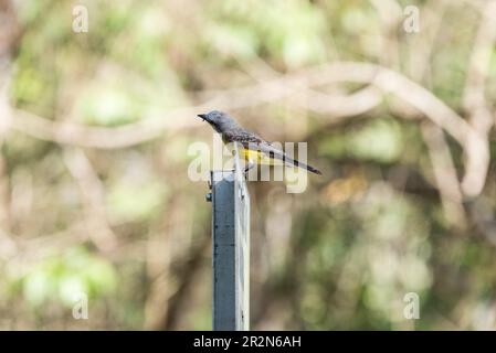 Perched Tropical Kingbird (Tyrannus melancholicus) in Panama Stock Photo