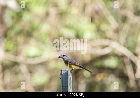 Perched Tropical Kingbird (Tyrannus melancholicus) in Panama Stock Photo