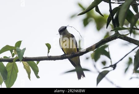 Perched Tropical Kingbird (Tyrannus melancholicus) in Panama with nesting material Stock Photo