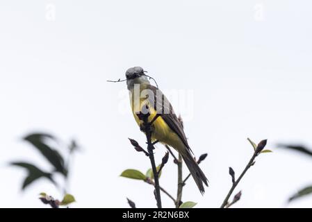 Perched Tropical Kingbird (Tyrannus melancholicus) in Panama with nesting material Stock Photo