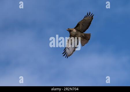 Red-tail hawk flying in flight. Ashland, Oregon Stock Photo