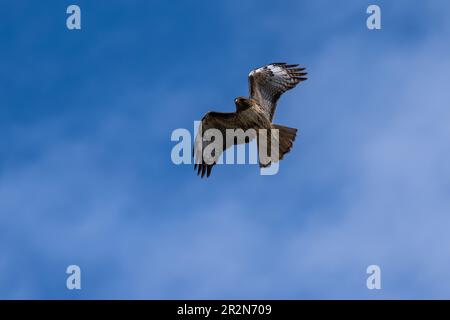 Red-tail hawk flying in flight. Ashland, Oregon Stock Photo