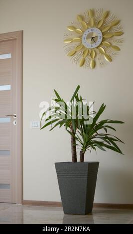 Decorative palm tree pot. Indoor palm tree in a room Stock Photo