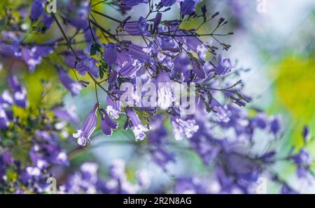 Close up of Violet blue purple flowers of the Jacaranda Mimosifolia tree, jacaranda, blue jacaranda, black poui, Nupur, fern tree or Sigalon in Israel Stock Photo