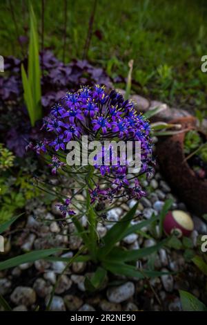 Portuguese squill in the home garden Stock Photo