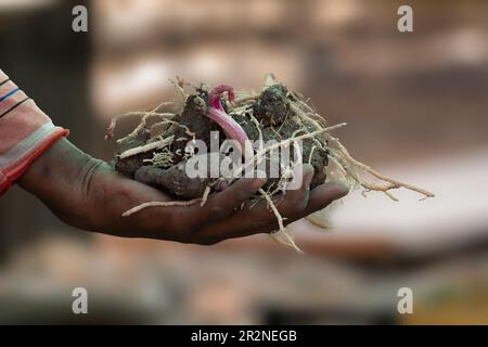 Close up of farmer hands holding a freshly dug potatoes with roots. Stock Photo