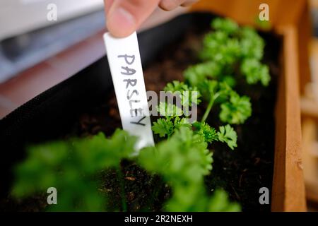Close up of growing parsley plants with a label in a urban vegetable garden. Home organic farming. Stock Photo