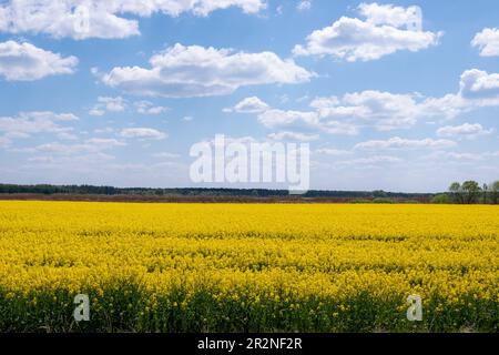 A yellow field of flowering buckwheat against a blue sky with clouds Stock Photo