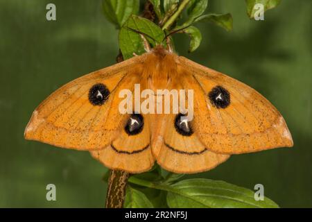 Tau emperor (Aglia tau), female hanging on a branch, Baden-Wuerttemberg, Germany Stock Photo