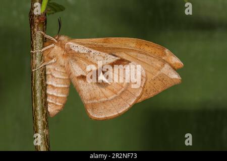 Tau emperor (Aglia tau), female hanging on a twig, wing outside, Baden-Wuerttemberg, Germany Stock Photo