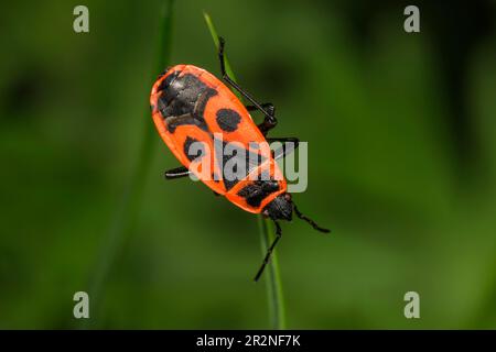 Fire bug (Pyrrhocoris apterus), hanging on a blade of grass, Baden-Wuerttemberg, Germany Stock Photo