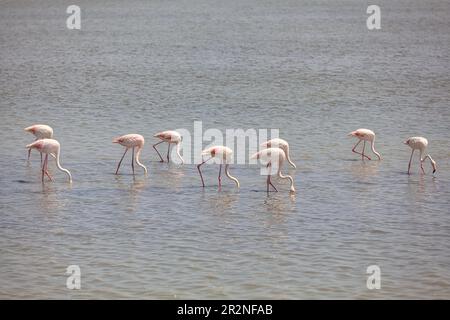 Greater Flamingos (Phoenicopterus roseus), Pont de Gau, Camargue, France Stock Photo