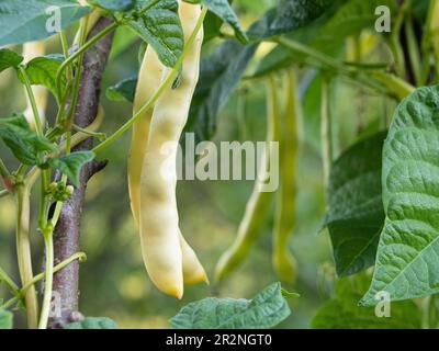 Ripe pods of kidney bean growing on farm. Bush with bunch of pods of haricot plant (Phaseolus vulgaris) ripening in homemade garden. Organic farming, Stock Photo