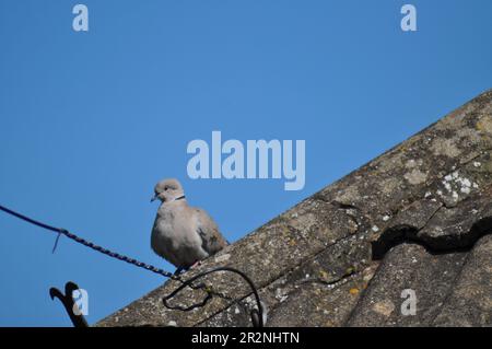 A collared dove (Streptopelia decaocto) sitting on the ridge tiles of a house roof Stock Photo