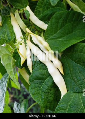 Ripe pods of kidney bean growing on farm. Bush with bunch of pods of haricot plant (Phaseolus vulgaris) ripening in homemade garden. Organic farming, Stock Photo