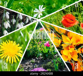 Collage of photos of spring garden flowers. Stock Photo