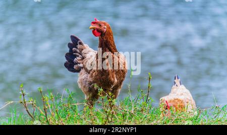Chickens on traditional free range poultry farm Stock Photo